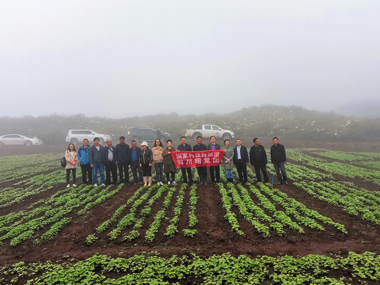国家燕麦荞麦产业技术体系首席科学家任长忠一行到昭觉调研苦荞产业发展暨科技特派团服务指导