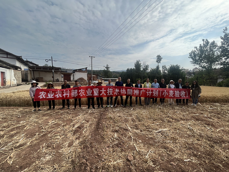 州农科院小麦实产验收 打破西南麦区旱地小麦单产纪录(图文)